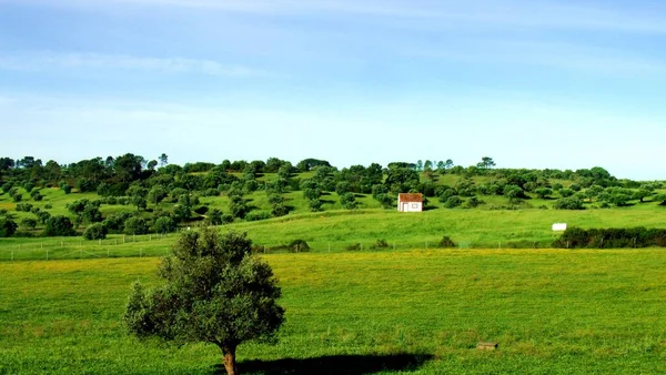 Portekiz 'in orta kesimindeki Santaren bölgesinde bir inek çiftliği içinde bir çayırda ev.