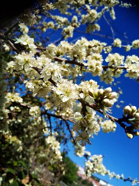 Kiraz çiçekleri, baharda, Portekiz 'in orta kesimindeki Polge de Mira de Aire de Candeeiros doğal parkında bulunur..