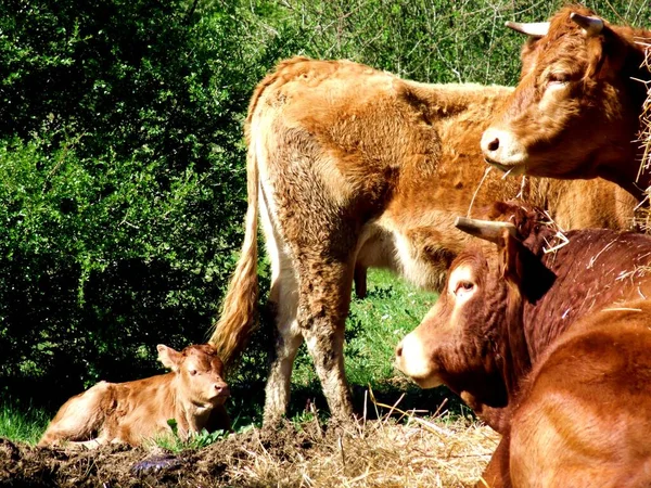 İnek ve yeni doğmuş buzağı