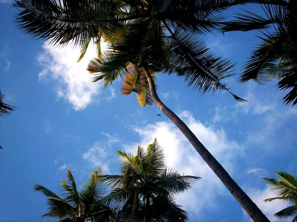 Céu Palmas Praia Parque Nacional Mochima Venezuela — Fotografia de Stock