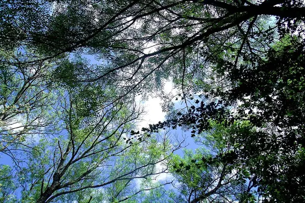Gökyüzü, güneş ve ağaçlar yazın Pia de Urso parkında, Portekiz