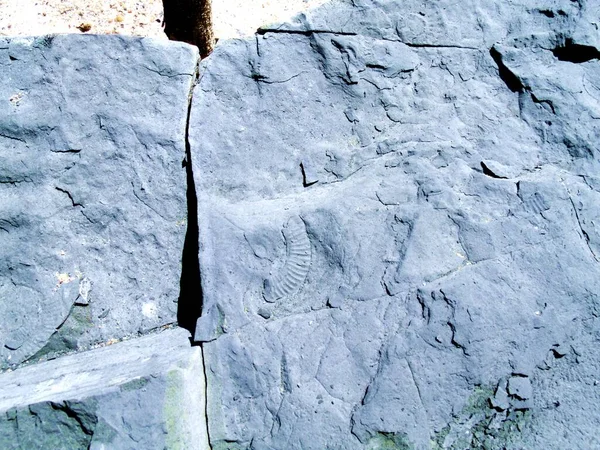 Portekiz 'in Agua de Madeiros sahilinde fosillerle dolu bir kaya.