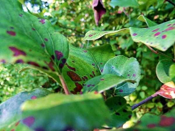 Ormanın ortasında Serra de Aire y Candeeiros Doğal Parkı Portekiz
