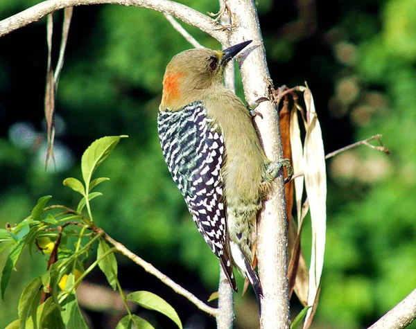Ağaçkakan El Avila Ulusal Parkı Venezuela 'da poz veriyor