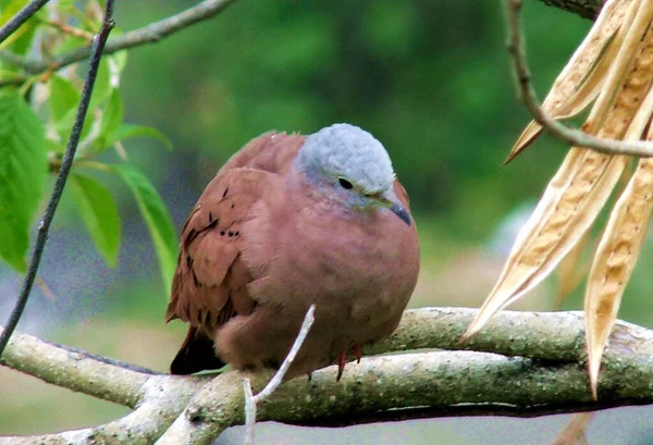 Vahşi güvercin, Caracas Venezuela 'nın her sokağında yiyecek arıyor.