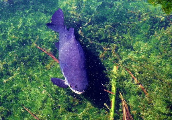 Cachama balığı yiyecek bekliyor El Laguito Park Karakas Venezuela