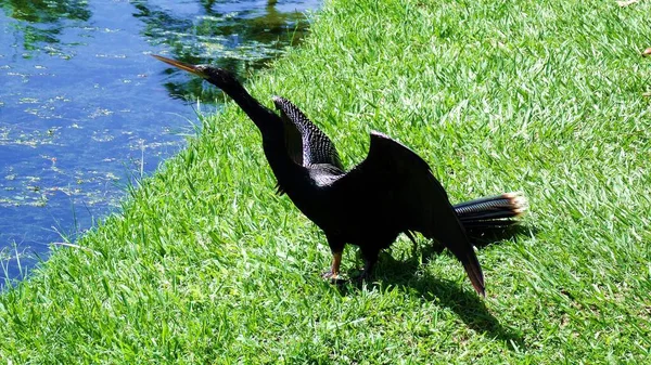 El Laguito, Caracas Venezuela 'da güneş banyosu yapan kuş