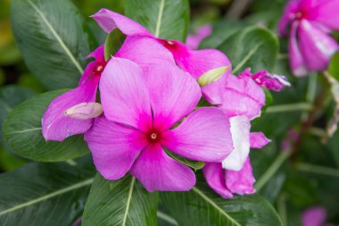 Pembe çiçek portre