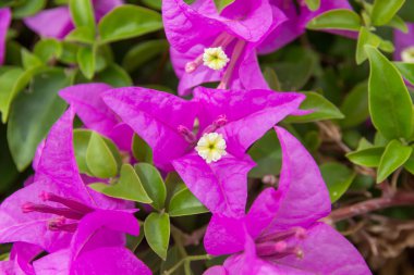 Pembeler flora makro