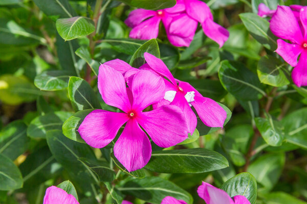 Розовый цветок
