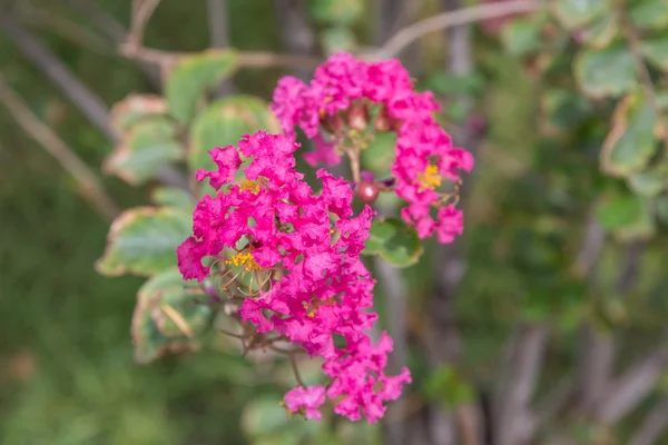 분홍색 식물 — 스톡 사진