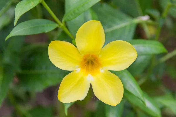 Sarı flora — Stok fotoğraf