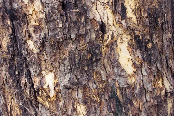 木の肌レトロ — ストック写真