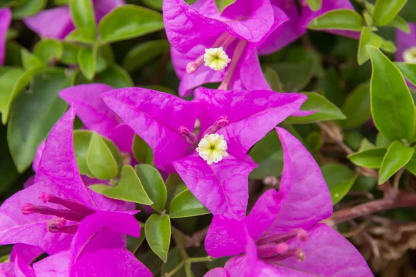 Pembeler flora makro — Stok fotoğraf