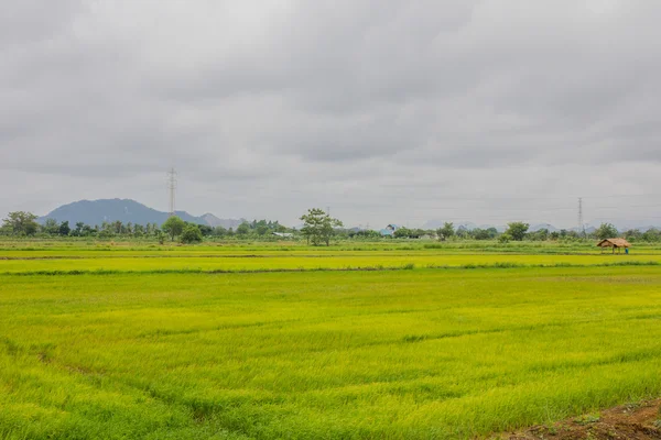 Campo de maíz —  Fotos de Stock