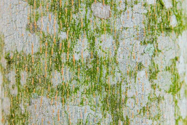 Tree skin green — Stock Photo, Image