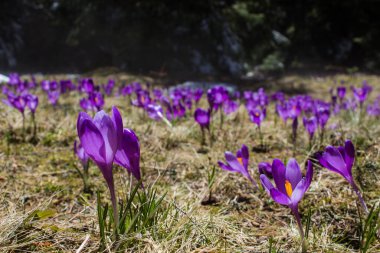 Güzel mor safranlı Glade.