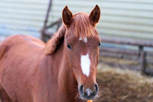 Cavalo Retrato Bom Cavalo Marrom Estábulo — Fotografia de Stock