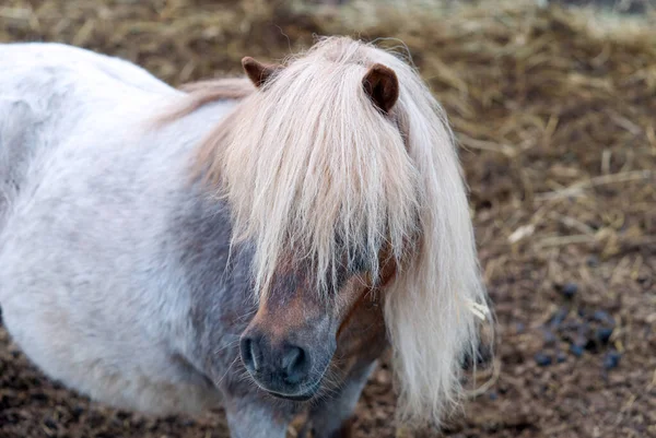 Paardenpaard Portret Van Een Grijs Pony Paard — Stockfoto