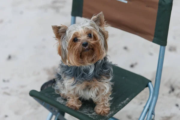 Porträtt av en yorkshire terrier på stranden, sitter på stol — Stockfoto