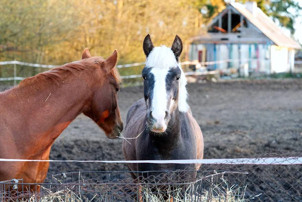 Коні в стайні. коні в природі, красиві коричневі коні . — стокове фото