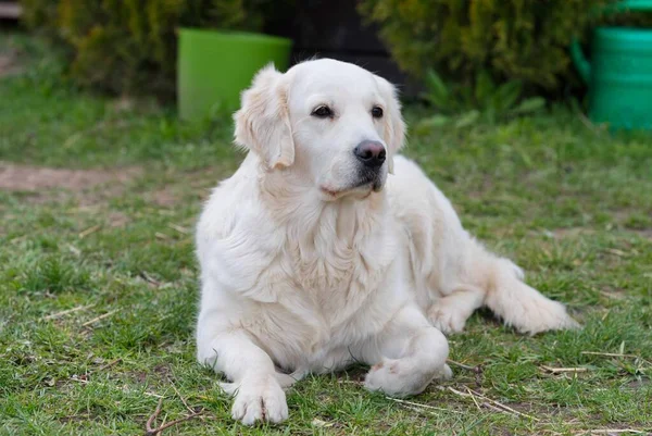 Perro recuperador blanco acostado en la hierba. —  Fotos de Stock