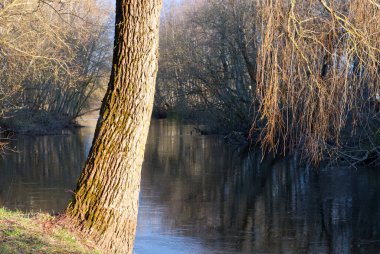 Güneşli bir bahar gününde nehir kıyısındaki ağaç
