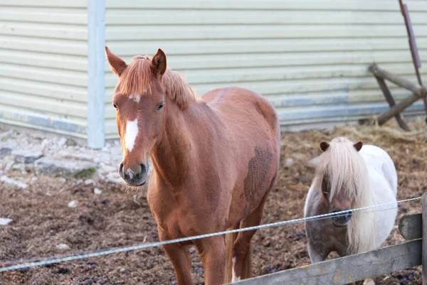 Nice Brown horse and white pony in the stable close-up in a sunny day — Stock Photo, Image