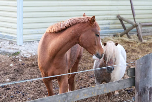 Гарний Браун кінь і білий поні в стабільному оточенні в сонячний день. — стокове фото