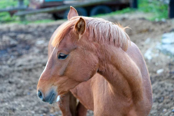 Nice Brown hevonen tallissa lähikuva aurinkoisena päivänä — kuvapankkivalokuva