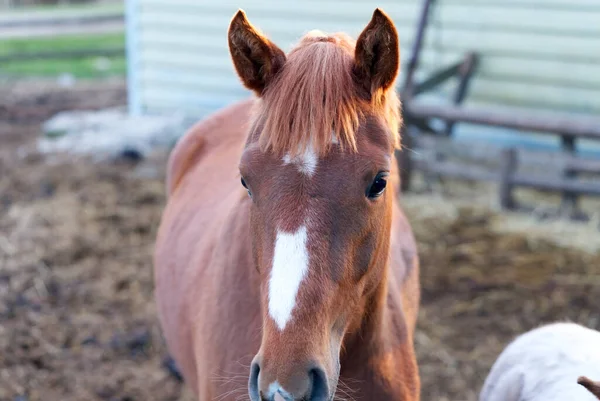 Милая коричневая лошадь в конюшне крупным планом в солнечный день — стоковое фото