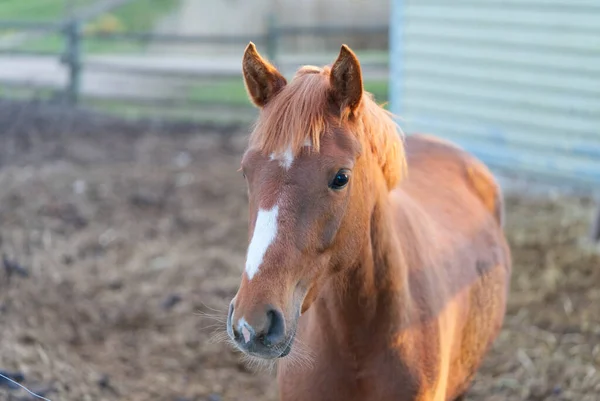 Bom cavalo marrom no close-up estável em um dia ensolarado — Fotografia de Stock