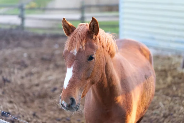 Гарний коричневий кінь у стайні в сонячний день. — стокове фото