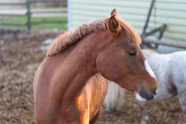 Гарний коричневий кінь у стайні в сонячний день. — стокове фото