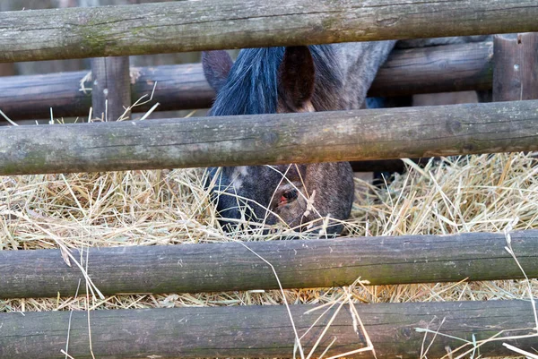 Nice Brown horse in the stable close-up in a sunny day — Stock Photo, Image