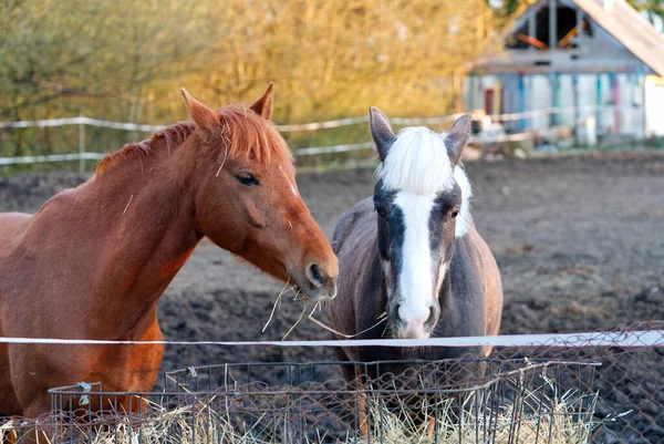 Гарний Браун і сірі коні в стайні в сонячний день — стокове фото