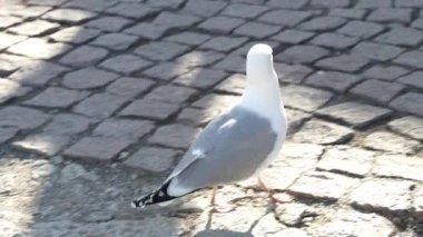 Martı Kohtuotsa izleme platformunun duvarında, Tallinn Eski Kasabası