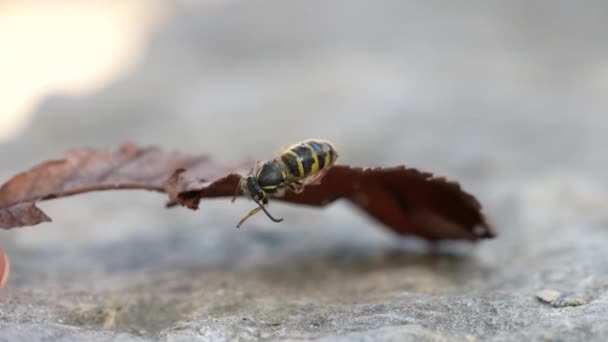 La abeja se arrastra sobre la vieja hoja marrón — Vídeo de stock