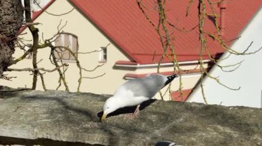 Martı Kohtuotsa izleme platformunun duvarında, Tallinn Eski Kasabası