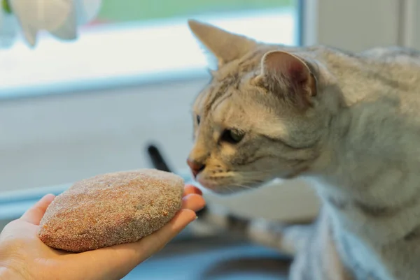 Adult Silver spotted Bengal Cat sniffs raw cutlet in womans hand sitting on the table near the flower.