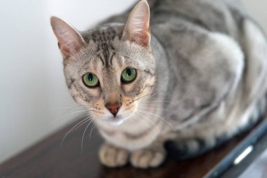 Yetişkin Gümüş Bengal Kedisinin yeşil gözleri çiçeğin yanındaki masada oturuyordu..