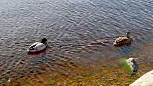 Két kacsa a Balti-tengeren, csodálatos víztükörképpel egy tavaszi napsütéses napon.. — Stock videók