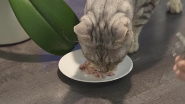 Großaufnahme einer Katze, die Futter von einem Teller in der Nähe der Blume isst — Stockvideo
