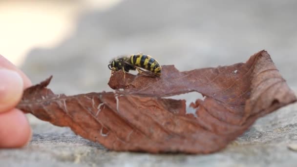 La abeja se arrastra sobre la vieja hoja marrón en la mano de la mujer — Vídeo de stock