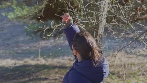 女は松林の中で葉を握り手を触れる。春の自然の美しさ — ストック動画