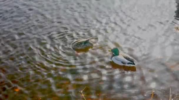 Две утки в Балтийском море с чудесным отражением воды в весенний солнечный день. — стоковое видео