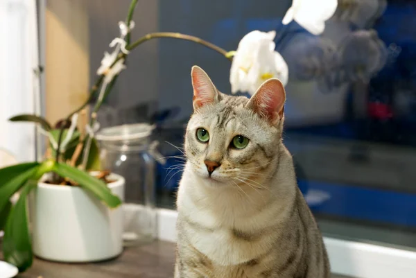 Volwassen Zilver gespot Bengaalse kat met groene ogen zittend op de tafel bij de bloem. — Stockfoto