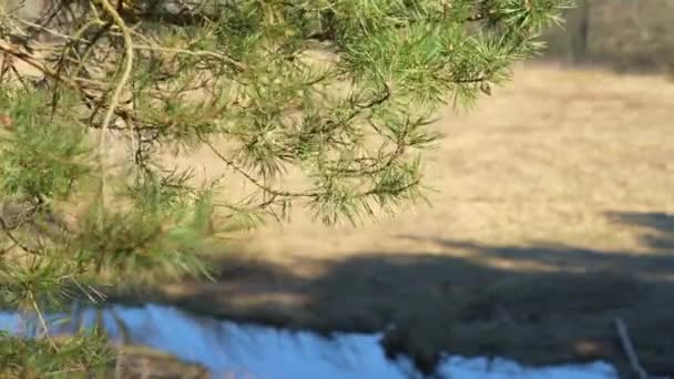 Acercamiento de un pino en movimiento del viento suave en el prado bajo el río — Vídeos de Stock