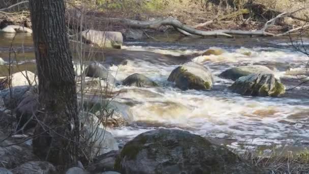 Bahar yeşili ormanda akarsu hızlı akıyor. Küçük şelaleli bir nehir. Yosun kaplı taşlar ve kütükler. — Stok video