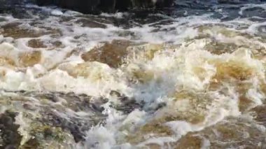 Bahar yeşili ormanda akarsu hızlı akıyor. Küçük şelaleli bir nehir. Yosun kaplı taş ve kütükler. Yavaş çekim videosu